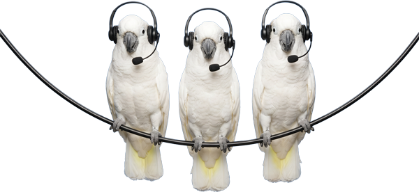 Image of Birds with headphones
